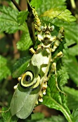 Pseudocreobotra amarae