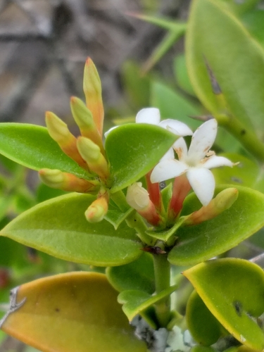 num-num (Carissa bispinosa)