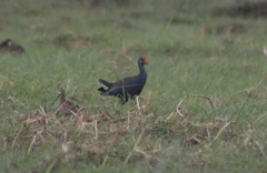 Porphyrio madagascariensis
