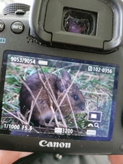 Apodemus flavicollis
