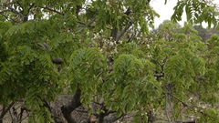 Xeroderris stuhlmannii