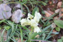 Iris pumila attica