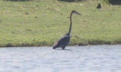 Ardea goliath