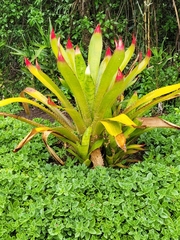 Bromelioideae