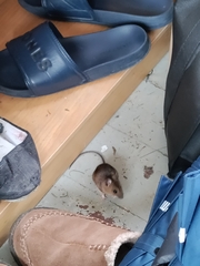 Apodemus flavicollis