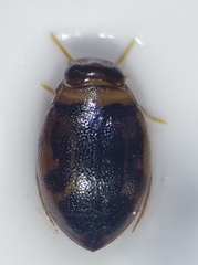 Hygrotus inaequalis