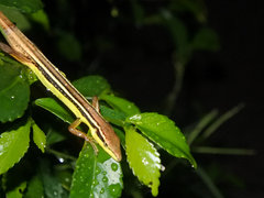 Takydromus sexlineatus
