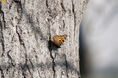 Nymphalis polychloros