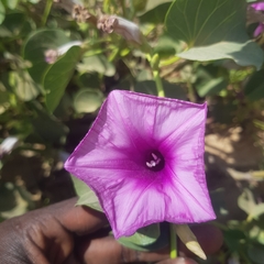Ipomoea asarifolia