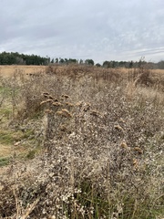Achillea millefolium