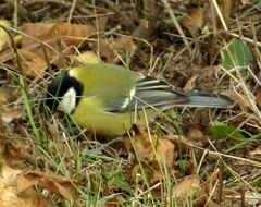 Parus major