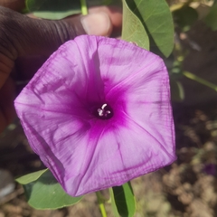 Ipomoea asarifolia