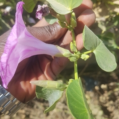 Ipomoea asarifolia