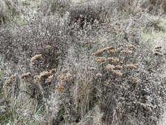 Achillea millefolium