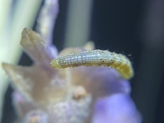 Helicoverpa punctigera