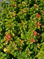 Magnoliopsida