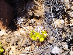 Copiapoa coquimbana
