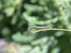 Helicoverpa punctigera