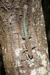 Phelsuma mutabilis