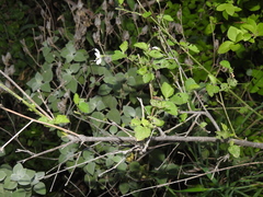 Hibiscus micranthus