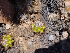 Copiapoa coquimbana