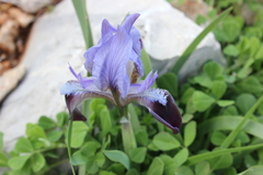 Iris pumila attica