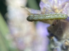 Helicoverpa punctigera