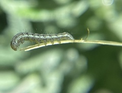 Helicoverpa punctigera