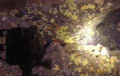 Apogon maculatus