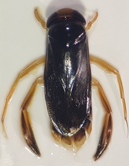 Corixa punctata