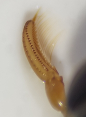 Corixa punctata