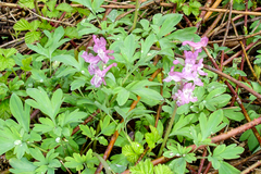 Corydalis cava