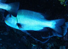 Monotaxis grandoculis