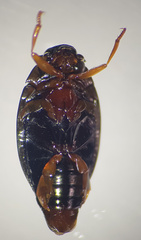 Gyrinus substriatus