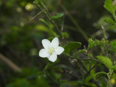 Hibiscus micranthus