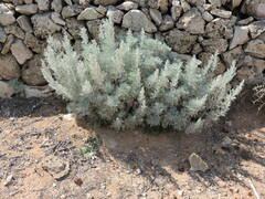 Artemisia arborescens