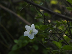 Hibiscus micranthus