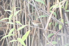 Acrocephalus gracilirostris