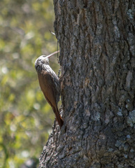 Lepidocolaptes angustirostris