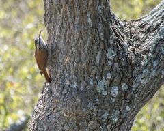 Lepidocolaptes angustirostris