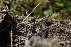 Vipera aspis zinnikeri