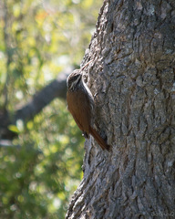 Lepidocolaptes angustirostris