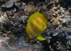 Chaetodon rainfordi