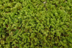 Racomitrium
