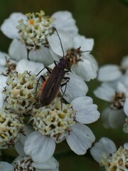 Oedemera