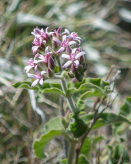 Oxypetalum solanoides