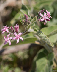 Oxypetalum solanoides