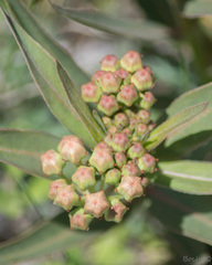 Asclepias mellodora