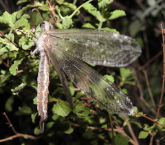 Acanthaclisini