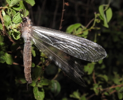 Acanthaclisini